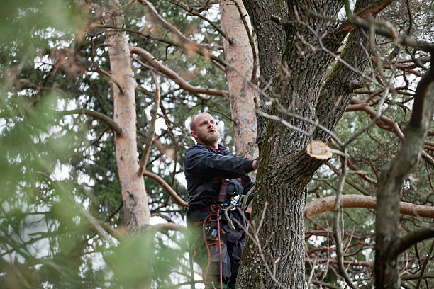 How Our Tree Care Process Works  in  Brookmont, MD